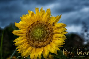 865life, 865, knoxrocks, downtown, knoxville, tennessee, scruffyknox, city, knoxvilletn, photography, old buildings, old city, hdr, art, art of visuals, photography, photographer , sunflower