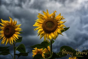 865life, 865, knoxrocks, downtown, knoxville, tennessee, scruffyknox, city, knoxvilletn, photography, old buildings, old city, hdr, art, art of visuals, photography, photographer, sunflower